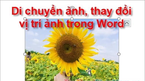 Cách di chuyển ảnh, thay đổi vị trí ảnh trong Word